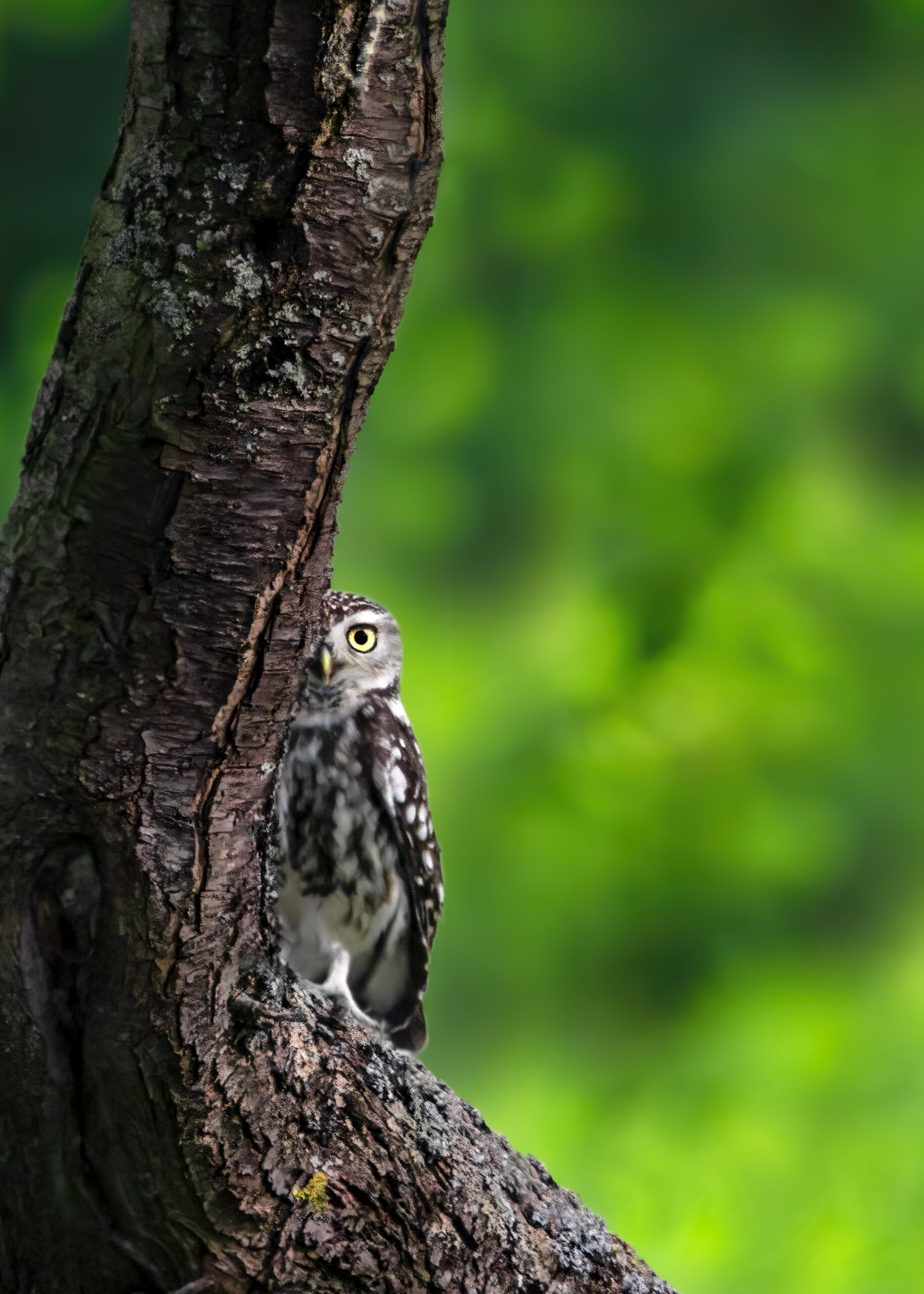 OWLS AND HUMAN NATURE